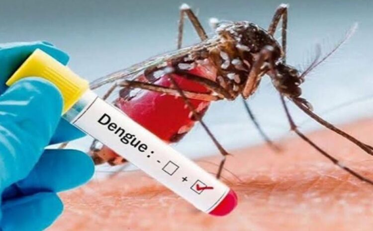  तेजी से बढ़ रहे हैं डेंगू के मामले पिछले महीने की तुलना में बढ़ी मरीजों की संख्या
