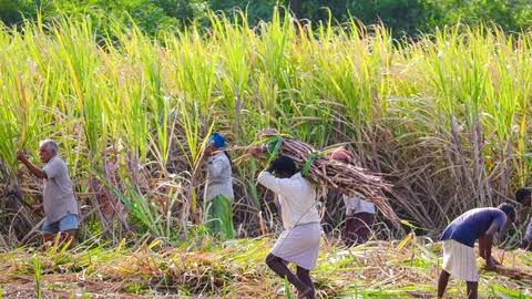  चुनाव से पहले 5 करोड़ से अधिक किसानों को मोदी सरकार ने दिया बड़ा तोहफा,गन्नों की कीमतों में 25 रुपए प्रति क्विंटल की हुई बढ़ोतरी