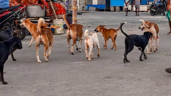  आर्थिक सर्वेक्षण में हुआ बड़ा खुलासा,बिहार में कुत्तों के काटने की घटनाओं में 20 गुणा हुआ वृद्धि